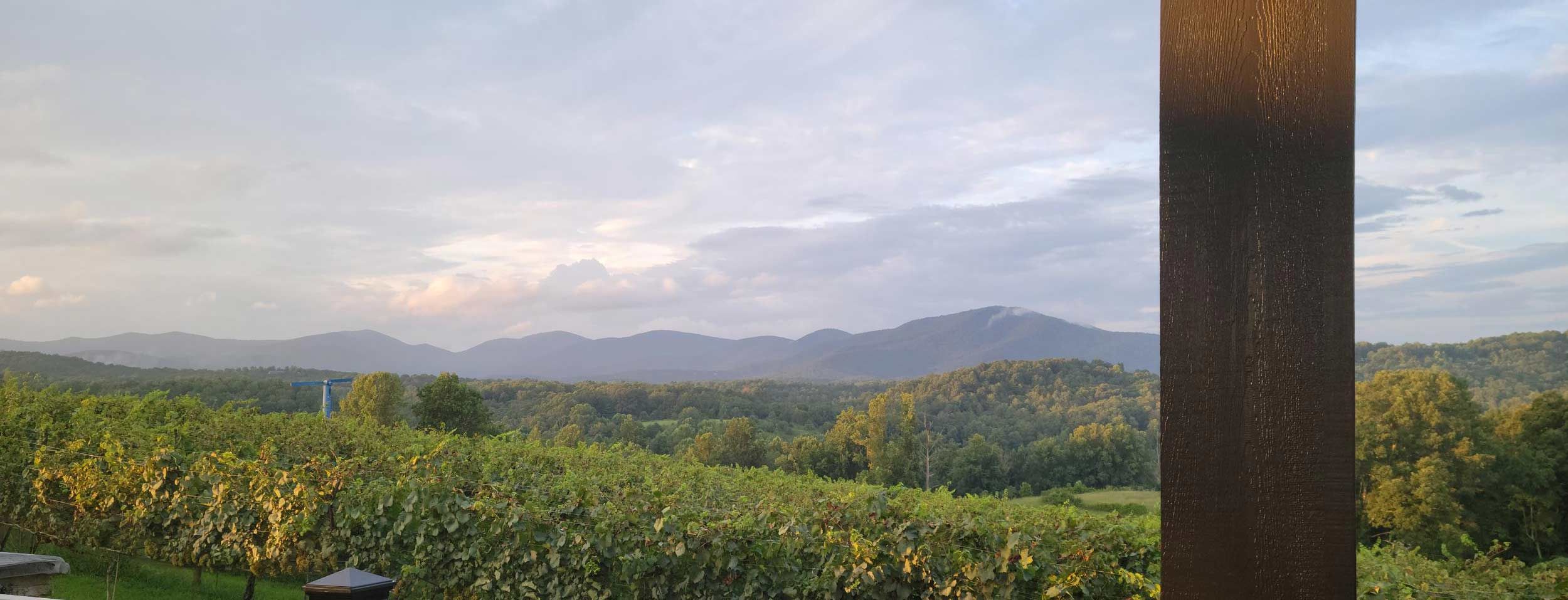A North Georgia Vineyard